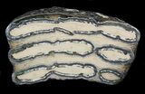 Polished Mammoth Molar Section - North Sea Deposits #44108-1
